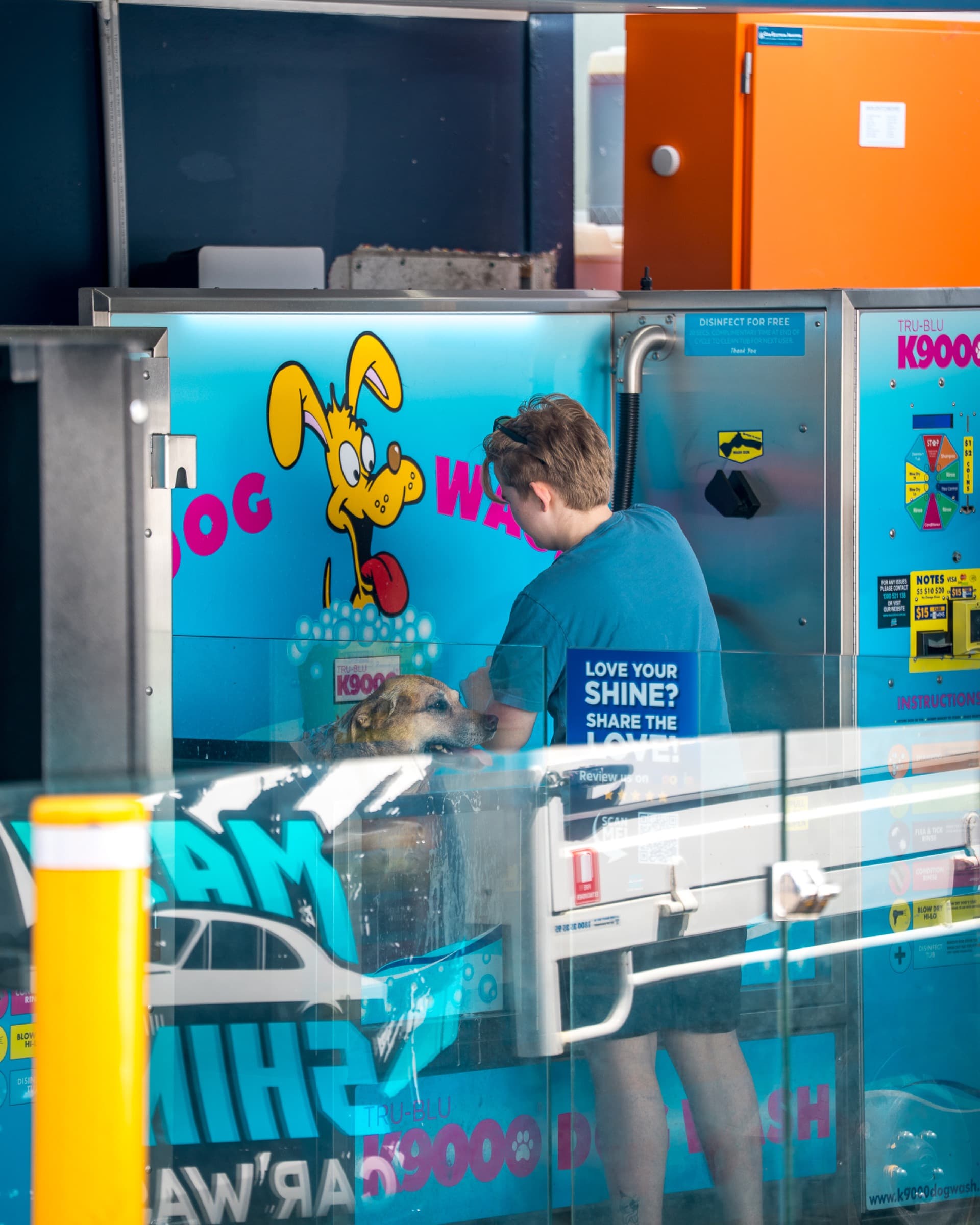 A staff member washing a golden retriever in the K9000 dog wash